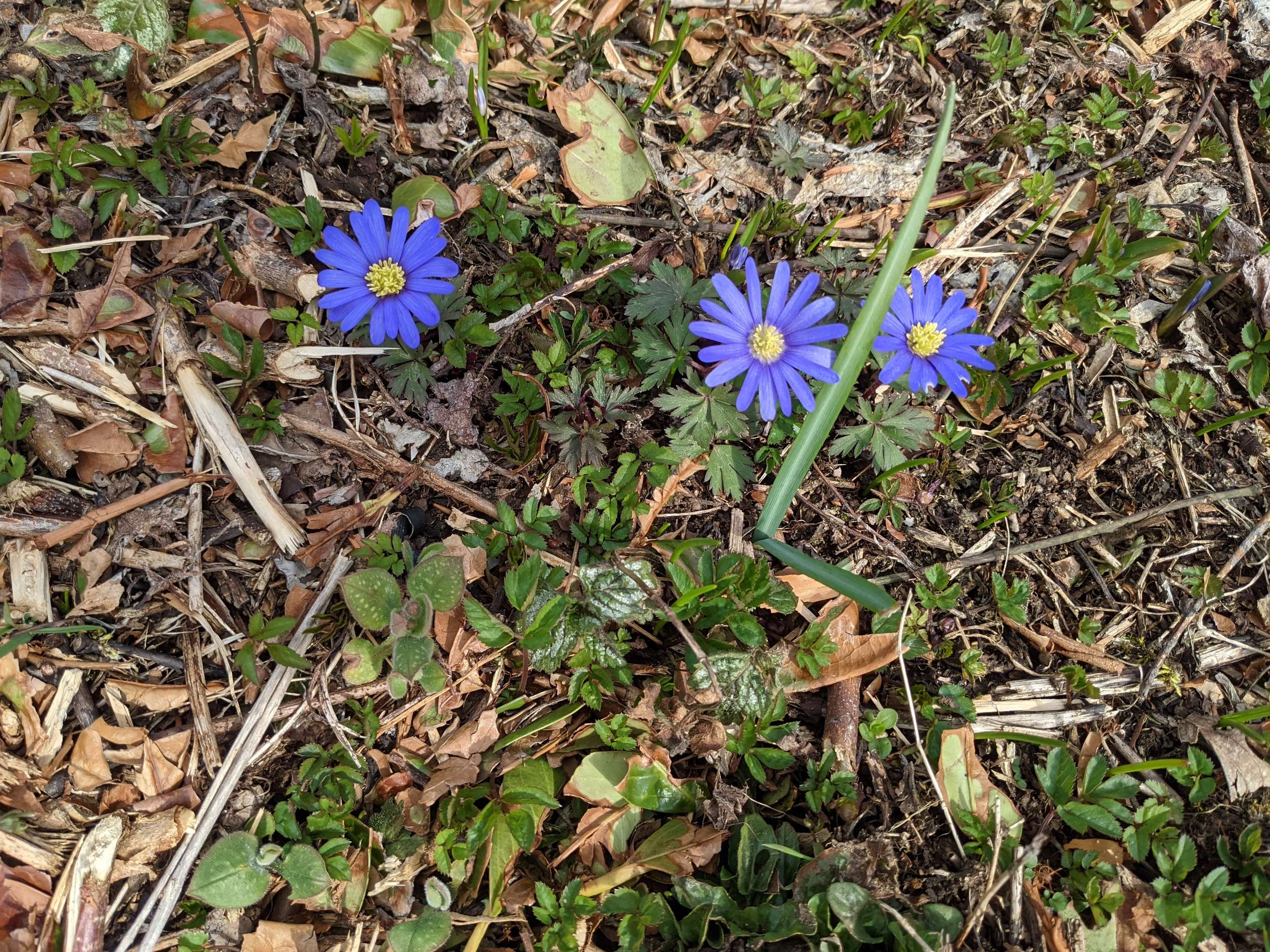 Frühlingsblüher im Garten