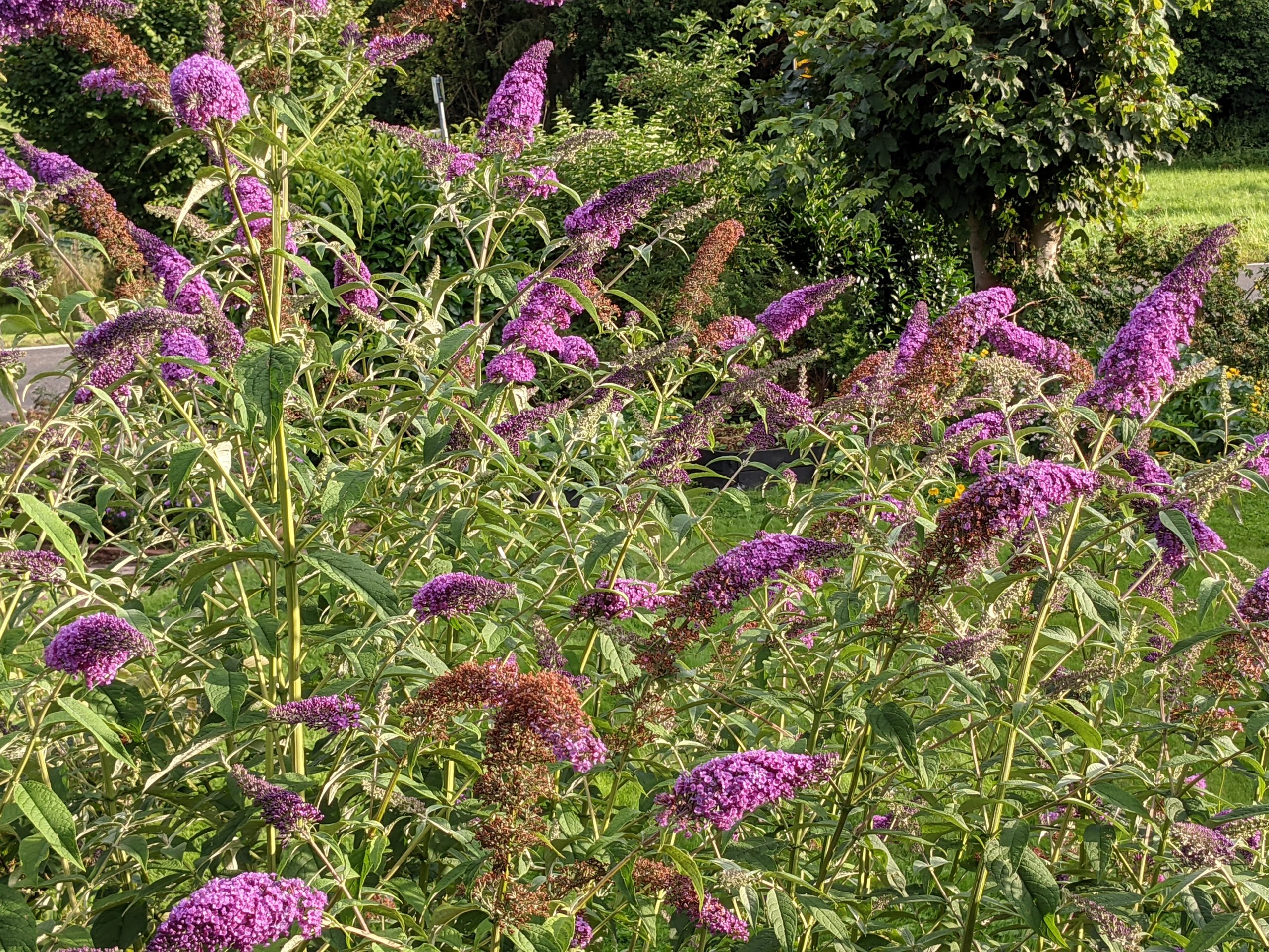 Der Garten im Spätsommer