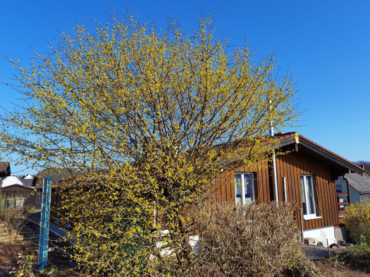 Der Garten im Frühling 2022