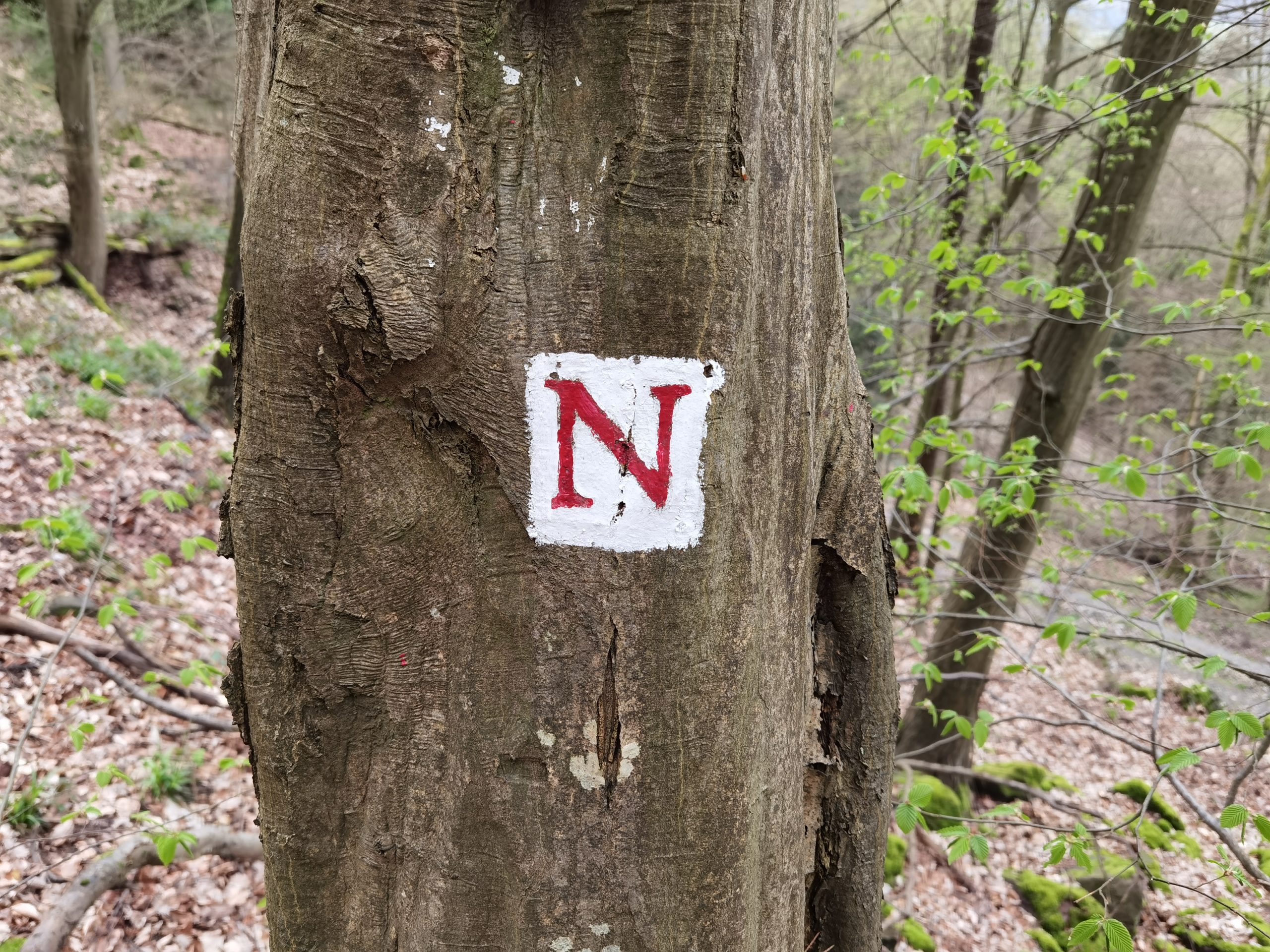 Odenwald-Querung: Wanderungen auf dem Nibelungensteig