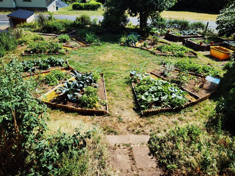 Die große Ernte im Gemüsegarten beginnt