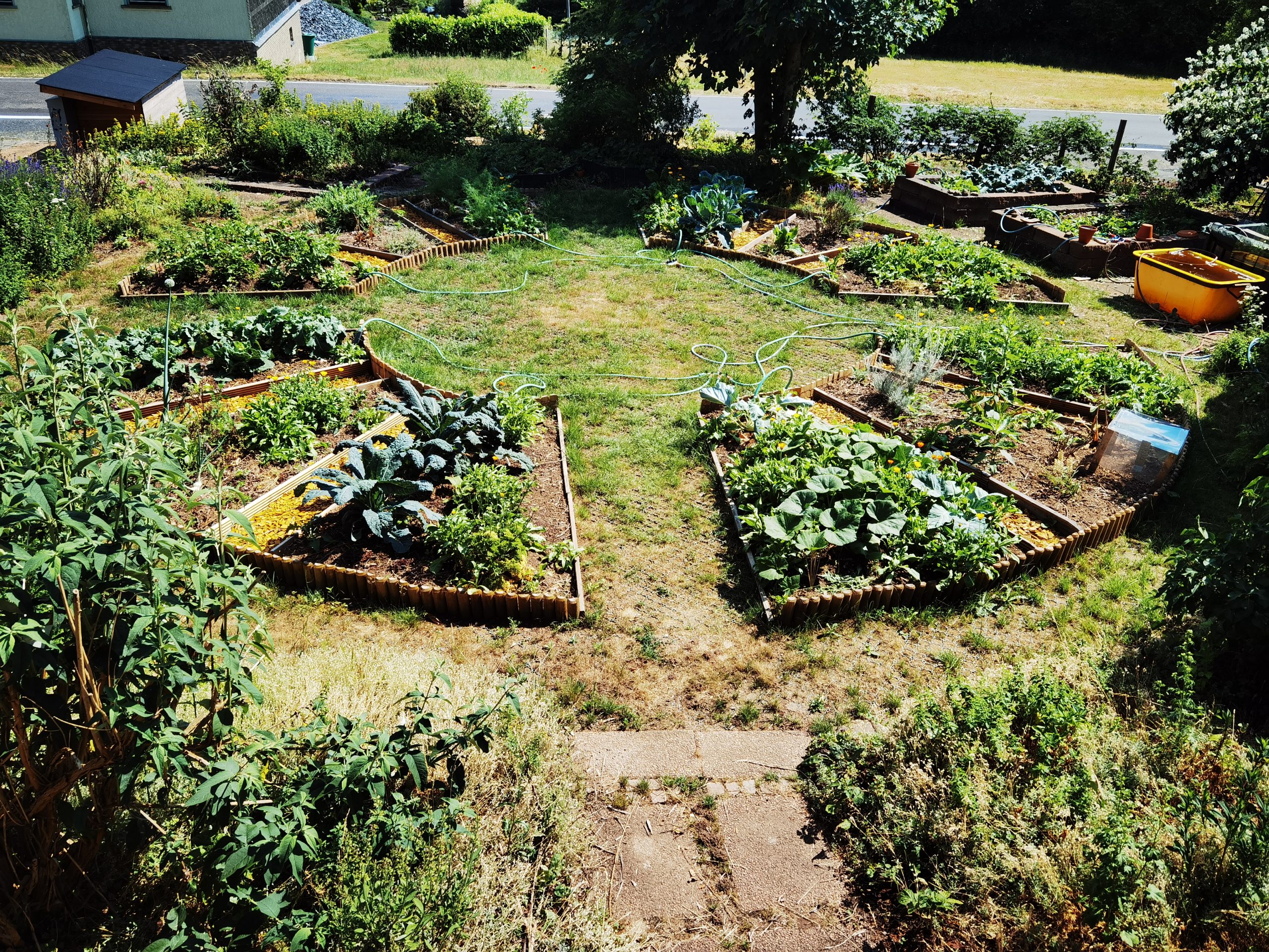 Die große Ernte im Gemüsegarten beginnt