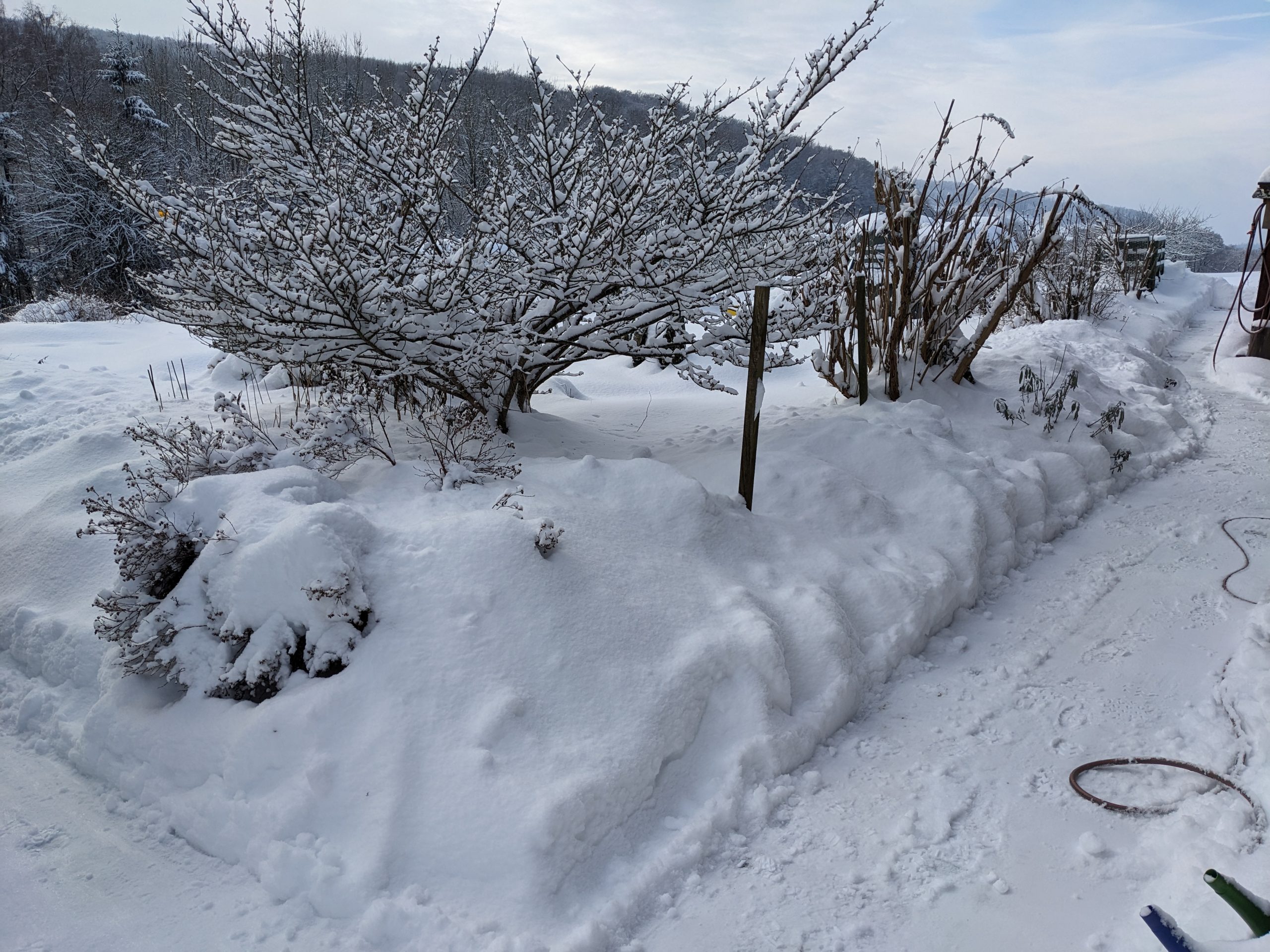 Gartenarbeit im Winter