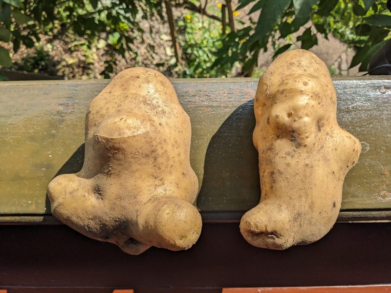 Der Schnecken-Sommer 2024