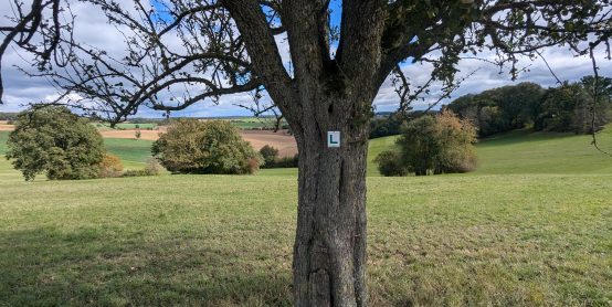 Westlicher Limesweg (HW 29): Weitwanderweg im Odenwald