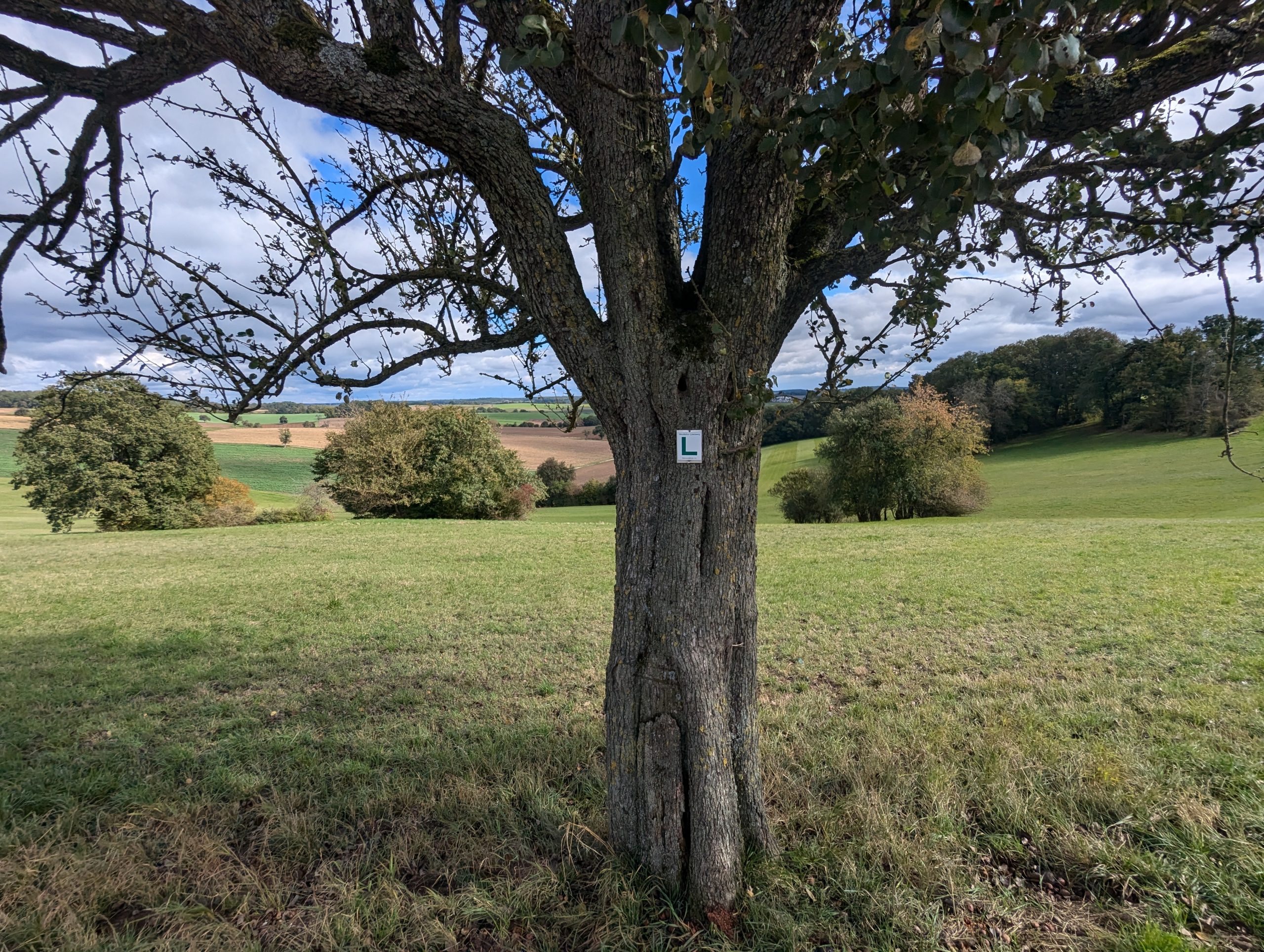 Westlicher Limesweg (HW 29): Weitwanderweg im Odenwald