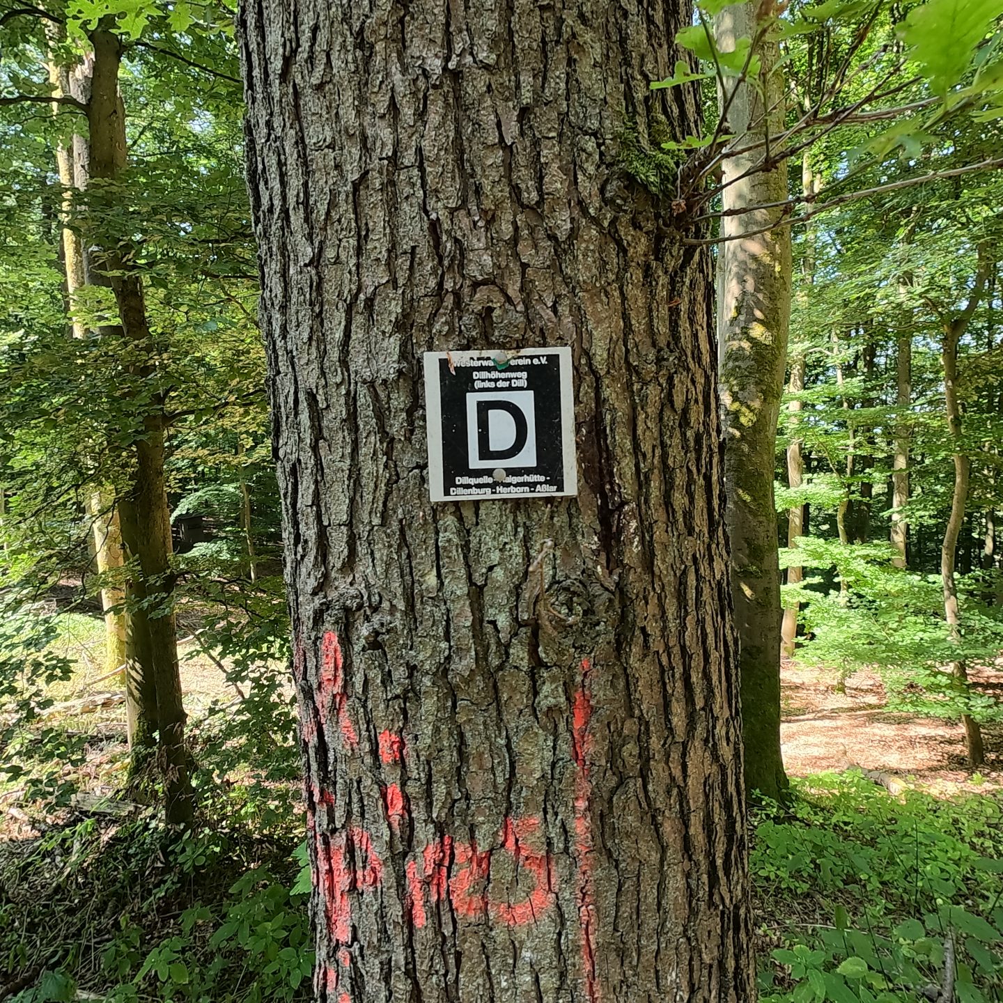 Testrandern auf dem Dill Höhenweg